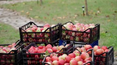 Bahçesinde taze elmalar olan çekmeceler. Çiftçi organik meyvelerle dolu bir çekmece getiriyor. Siyah kutulardaki sulu kırmızı elmaların arka planı.