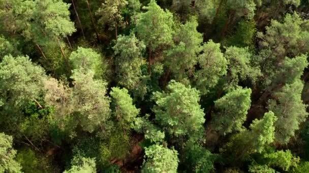 Wysokie Sosny Zielone Drewno Latem Szczyty Drzew Lesie Piękny Krajobraz — Wideo stockowe