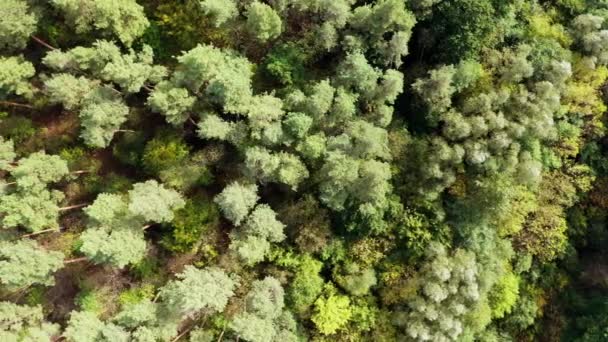 Gröna Trädtoppar Skog Sommaren Skönhet Naturen Träd Bakgrund Högst Upp — Stockvideo