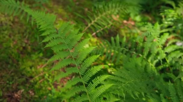 Fern Listí Lese Zelená Čerstvá Rostlina Přírodní Zázemí Slunci Jasně — Stock video