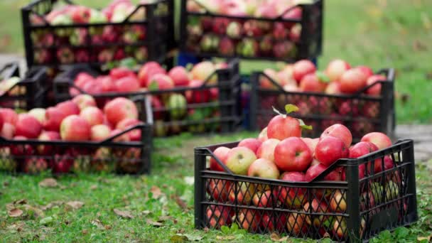 Çekmecede Taze Organik Elmalar Adam Yerden Sulu Elmalarla Dolu Kutuyu — Stok video