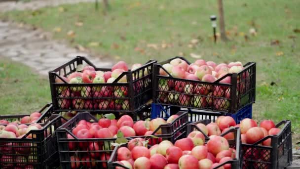 花园里堆满了新鲜苹果的抽屉 法默带来一个装有有机水果的抽屉 黑匣子里多汁的红苹果的背景 — 图库视频影像