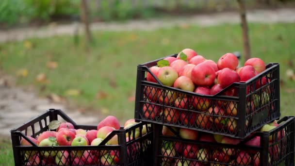 抽屉里的苹果成熟了 收获季节 花园里新鲜的有机水果 农夫在花园里捡起一个装有红苹果的盒子 — 图库视频影像
