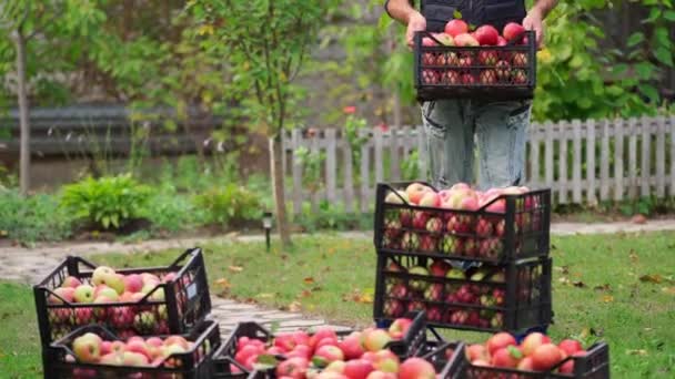 Homem Colhe Maçãs Fruta Orgânica Fresca Gavetas Plástico Jardim Agricultor — Vídeo de Stock