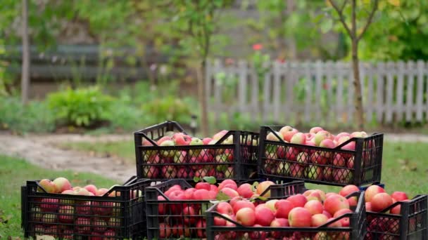 Culturas Ricas Maçãs Jardim Agricultor Levando Gavetas Com Frutas Orgânicas — Vídeo de Stock