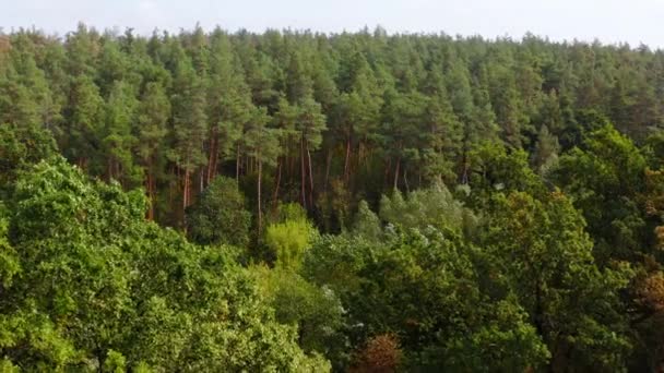 Paisagem Verão Floresta Belas Árvores Floresta Vento Balançando Topo Das — Vídeo de Stock
