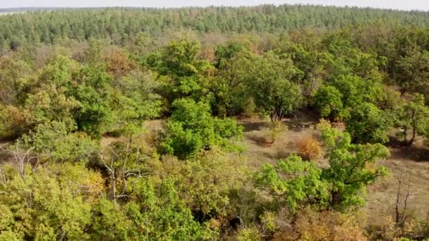 Vieux Arbres Dans Prairie Forêt Avec Des Arbres Dans Une — Video