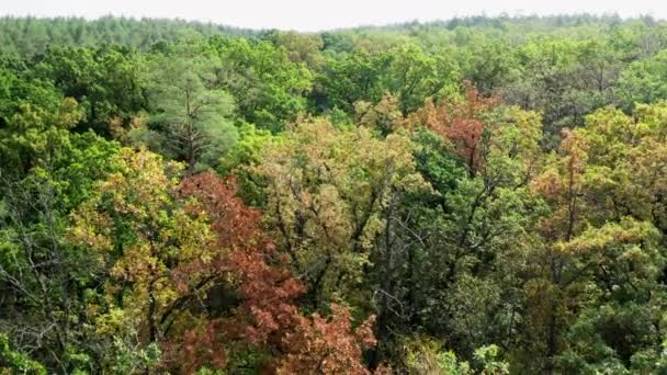 Belle Forêt Début Automne Arbres Colorés Dans Bois Paysage Naturel — Video