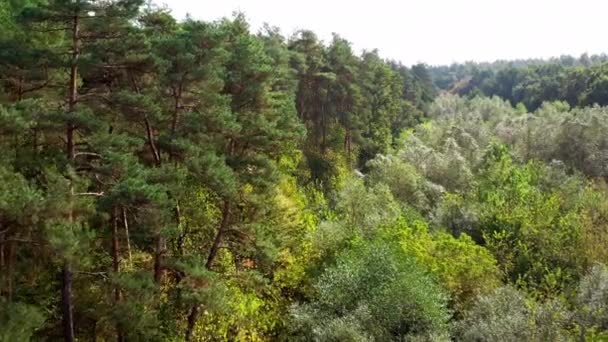 Pinos Bosques Hoja Caduca Viento Balancea Las Copas Los Árboles — Vídeos de Stock