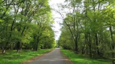 Ormanda yol. Her iki taraftan da yeşil ağaçlarla yol alıyoruz. Güneşli bir yaz gününde boş asfalt yolda giderken. Arabadan bak..