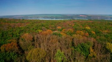 Orman sonbaharda nehir yatağında. Sonbahar mevsiminde renkli ağaçların üzerinde uçmak. İnanılmaz doğa manzarası. Kamera ileri gidiyor. Hava görünümü.