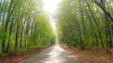 Gün ışığında ormanda dolaşmak. Ormandaki yol. Parlak güneş ışınları ağaçların arasındaki bir yolda parlıyor. Sonbahar ormanlarında yerde çok sayıda yaprak vardır..