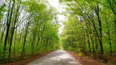 Ormanda araba kullanmak. Güzel doğanın içindeki boş yol. Yeşil ağaçların tepelerinde parlayan parlak güneş ışınları. Arabadan bak..