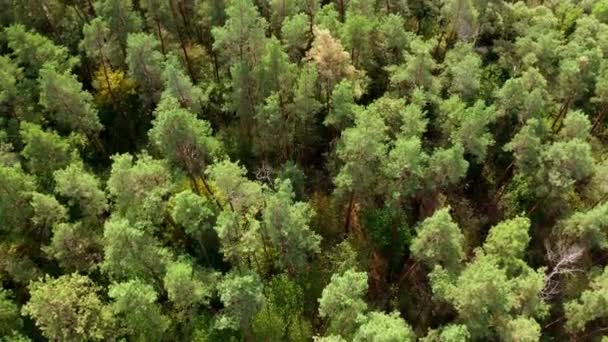 Sfondo Alberi Verdi Bella Foresta Estiva Sorvolando Gli Alti Pini — Video Stock