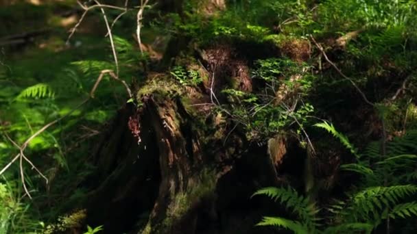 森の中にある古い石 緑色のフェルンは森の茂みの近くに残っています 日光の光でモスで覆われた木の茎 緑色の茎は野生の自然の中で成長する — ストック動画