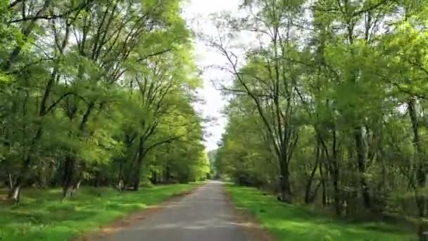 숲속으로 양쪽에서 나무와 도로에 화창한 아스팔트 도로에 자동차에서 — 비디오