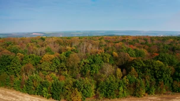 Piękne Drewno Jesienią Latanie Nad Kolorowymi Drzewami Jesienią Krajobraz Leśny — Wideo stockowe