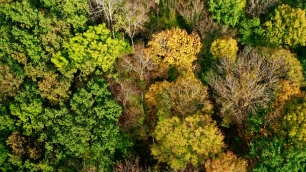 Fundo Natureza Cores Brilhantes Árvores Floresta Decídua Época Outono Árvores — Vídeo de Stock