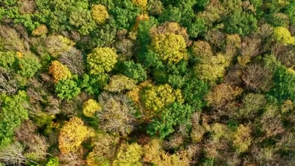 秋の素晴らしい景色 秋に美しい森 上から見たカラフルな木 モーションカメラを下に エアリアル風景 — ストック動画