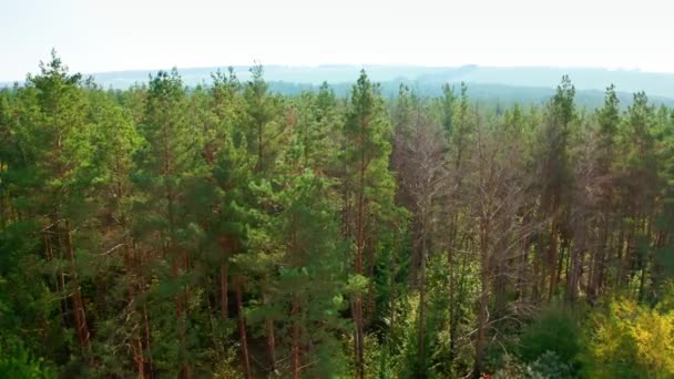 Pinhais Bela Natureza Floresta Árvores Coníferas Verdes Durante Dia Bela — Vídeo de Stock