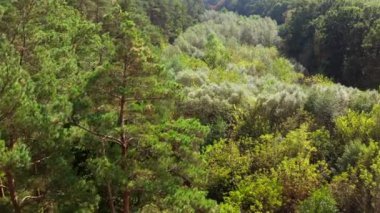 Ormanın inanılmaz bir resmi. Yazın uzun çam ağaçlarının yanındaki küçük ağaçlar. Güzel doğa manzarası. Yeşil manzara arka planı. Hava görünümü.