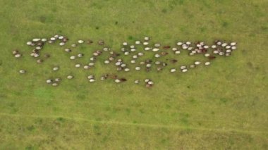Tarlada koşan koyun sürüsü. Bir grup evcil hayvan otlaktan çiftliğe dönüyorlar. Arka planda koyun sürüsü var. Hava görünümü.