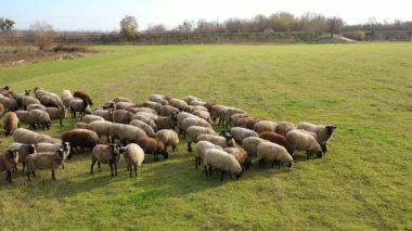 Otlaktaki güzel koyunlar. Kırsalda beyaz ve kahverengi koyunlar otluyor. Evcil hayvan sürüsü dışarıda ot yiyor..