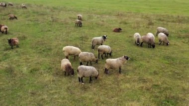 Koyunlar dışarıda otluyor. Evcil hayvan sürüleriyle bezenmiş. Çim yiyen ve tarlada dinlenen güzel yünlü koyun sürüsü. Çiftlik hayvanları tarımı.