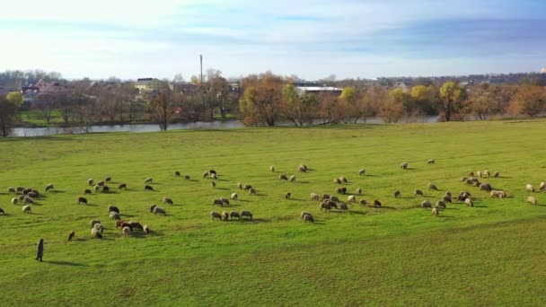 Flock Får Byn Bakgrund Husdjur Äter Grönt Gräs Fältet Landsbygden — Stockvideo