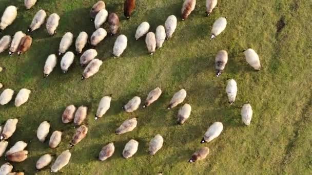 Πρόβατα Λιβάδι Φόντο Ξανθά Λευκά Και Καστανά Ζώα Βόσκουν Στο — Αρχείο Βίντεο