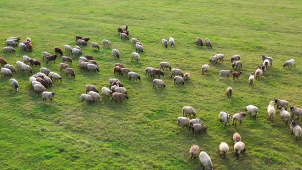 Bela Ovelha Branca Marrom Prado Verde Manada Ovelhas Pastando Campo — Vídeo de Stock
