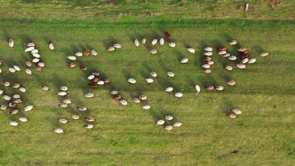 Domba Padang Rumput Kawanan Hewan Domestik Kembali Peternakan Dari Padang — Stok Video