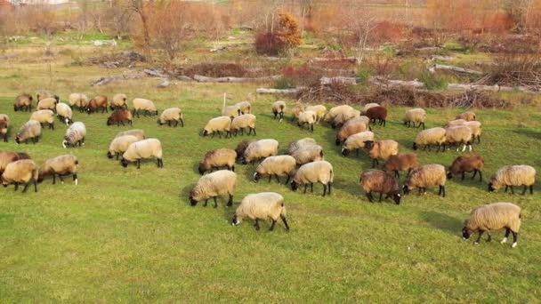 羊群在户外放牧 成群的白羊和褐羊在草地上觅食 农田里的羊群和羊群 — 图库视频影像