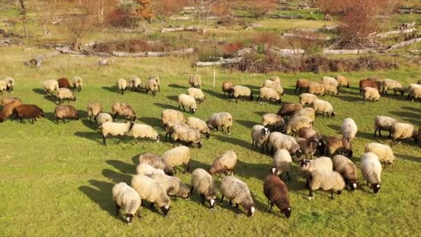 Ovelhas Enlouquecidas Bons Animais Que Alimentam Livre Manada Ovelhas Pastando — Vídeo de Stock
