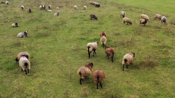 Beaucoup Moutons Bruns Sur Les Pâturages Beaux Animaux Pelucheux Pâturant — Video