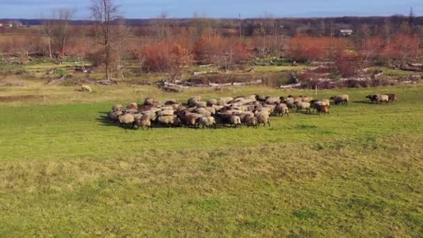 Troupeau Moutons Déplaçant Dans Campagne Groupe Animaux Domestiques Broutant Sur — Video
