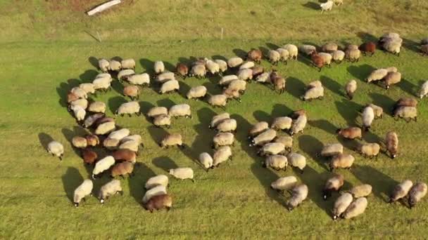Ovce Louce Slunečného Dne Krásné Stádo Ovcí Pasoucí Poli Pohled — Stock video