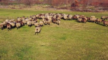 Eldivenli çiftçi elleri koyun kırpıyor. Elektrikli makas koyunlardan yün kesiyor. Yakın plan. Ekolojik yün üretimi.
