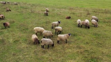 İnsanlar koyunların yünlerini bir çiftlikte elektrikli makineyle paylaşıyorlar. Yakışıklı çiftçi koyunları kırpıyor.