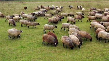 Otlaktaki tüylü evcil hayvanlar. Otlatan kahverengi koyun. Bir çayır üzerinde hareket eden güzel komik koyun sürüsü. Çiftlik hayvanları tarımı.