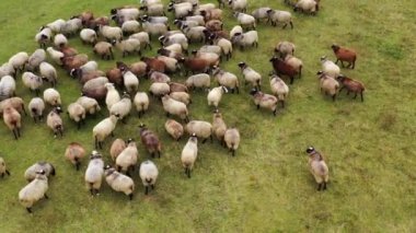 Güzel pofuduk koyunlar. Otlakta otlayan kahverengi ve beyaz evcil hayvan sürüsü. Koyun sürüsü sahada. Üst görünüm.