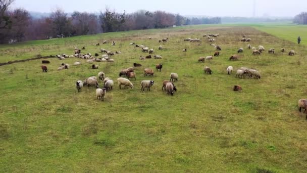 Метод Стрижки Овец Фермер Отрезает Белое Руно Овцы Ножницами Традиционный — стоковое видео