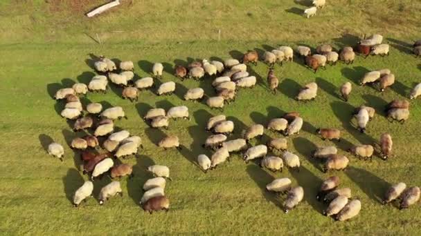 剪羊毛的特写 在农场割羊的人的手 — 图库视频影像
