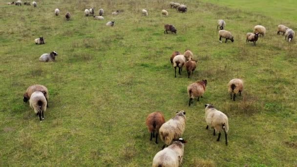 人类正在从羊身上切割柔软的羊毛 农民们正在用一台专业的电机剪羊毛 以便在室外生产羊毛 — 图库视频影像