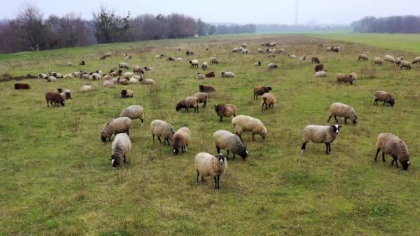 Αγρότης Κόβει Μαλλί Ένα Πρόβατο Διαδικασία Κοπής Μαλλί Πρόβατα Μια — Αρχείο Βίντεο