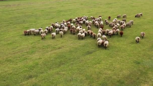 Stado Owiec Zielonym Tle Pola Zwierzęta Domowe Pastwiskach Owce Łące — Wideo stockowe