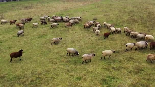 Manada Ovelhas Pastagem Belos Animais Domésticos Lanosos Pastando Campo Grupo — Vídeo de Stock