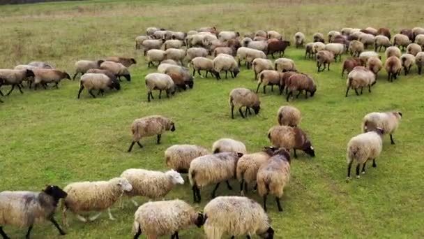 양떼가 들판에서 걸어다닙니다 목초지에 가축의 푹신한 농장에서 돌아옵니다 — 비디오