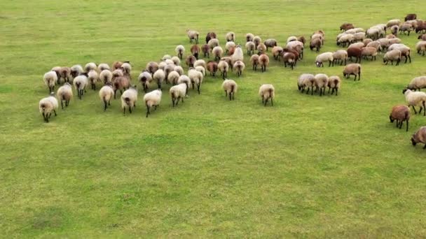 Ovelhas Brancas Marrons Caminhando Campo Movimento Grupo Animais Livre Ovelha — Vídeo de Stock