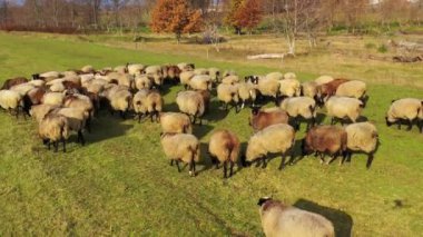 Güneşli bir günde koyun gütmek. Bir grup güzel evcil hayvan sonbahar doğası arasında tarlada otluyor. Otlakta koyun.